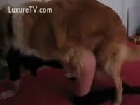 [ Zoophilia Film ] Brown mutt fucking a doxy